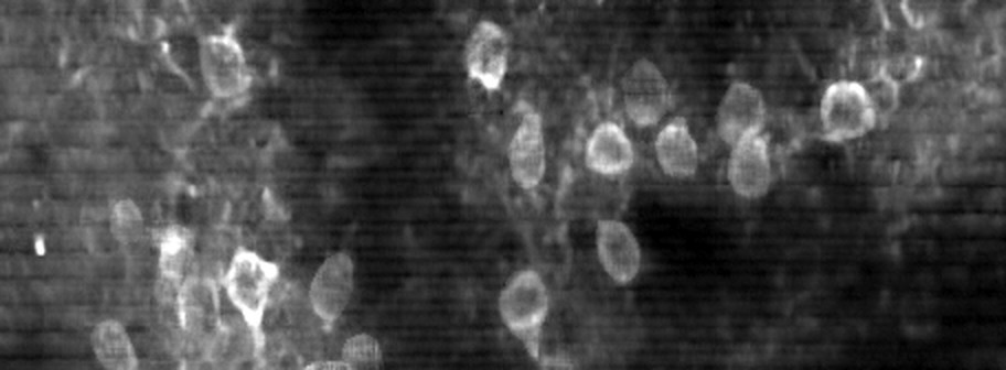 Denoised two-photon voltage imaging frame recorded with OJAMI