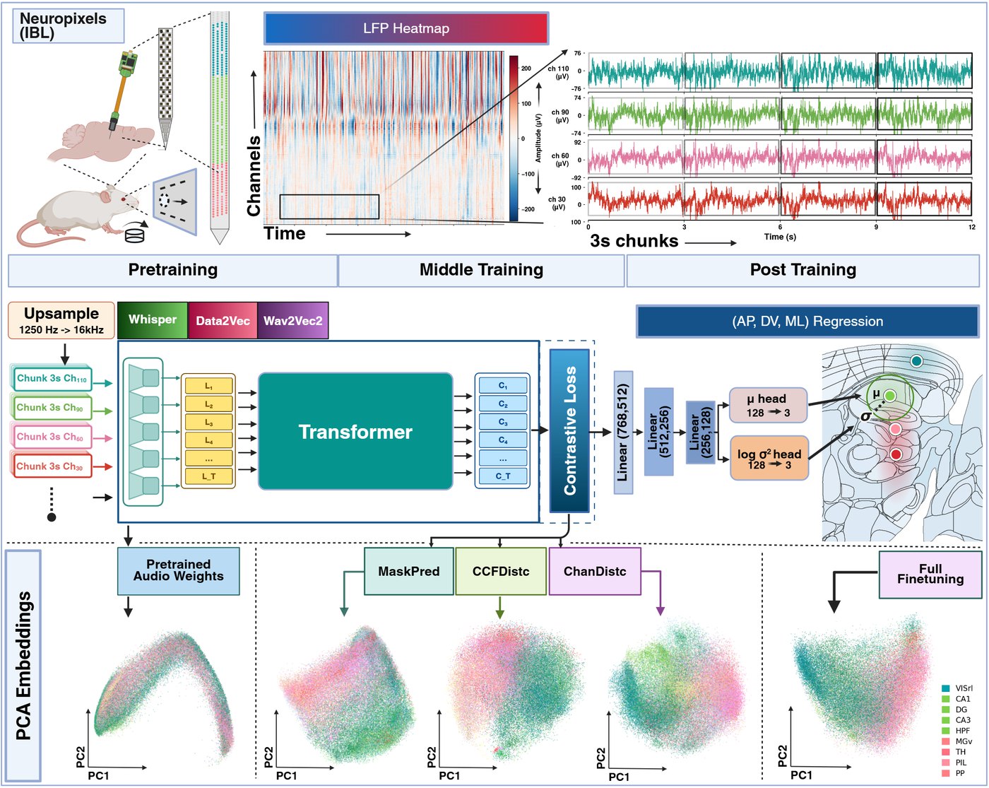Figure 1: pipeline from Neuropixels LFP chunks through audio foundation model backbones and geometry-aware contrastive objectives to 3D coordinate regression