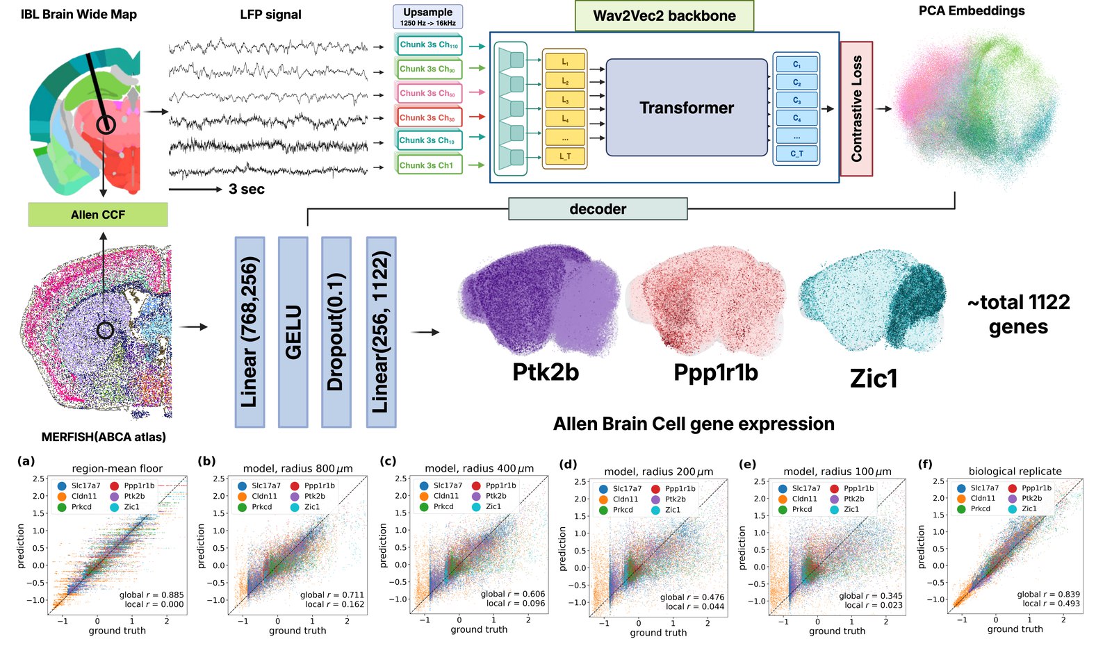 Figure 1 of LFP2Gene: frozen wav2vec 2.0 LFP encoder with a decoder predicting Allen MERFISH gene expression around each channel